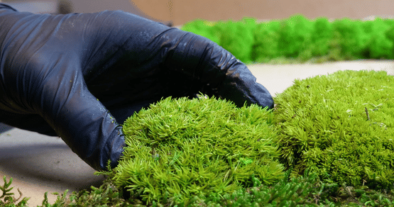 DresdenMoos Gutschein Foto 1