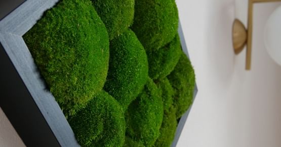 DresdenMoos Gutschein Foto 5