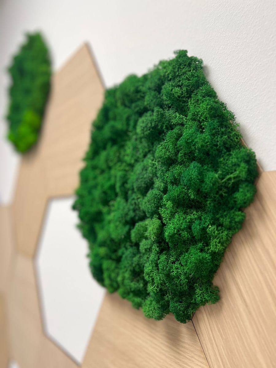 20% Studentenrabatt auf alle Moosbilder von DresdenMoos – langlebig und lärmschluckend!