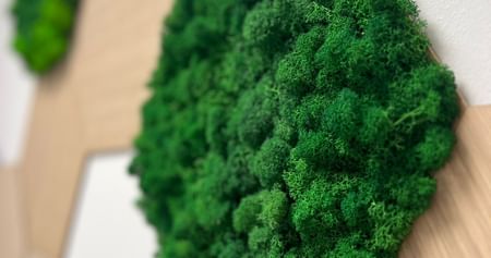 Bring Natur in dein Zimmer: Mit den großartigen Moosdesigns von DresdenMoos holst du dir ein Stück Ruhe, Stil und Nachhaltigkeit nach Hause – und schützt gleichzeitig echten Wald in Kanada. Hol dir jetzt 20% Studentenrabatt auf deine Bilder!