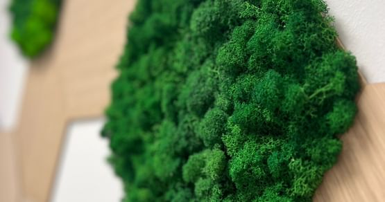 Bring Natur in dein Zimmer: Mit den großartigen Moosdesigns von DresdenMoos holst du dir ein Stück Ruhe, Stil und Nachhaltigkeit nach Hause – und schützt gleichzeitig echten Wald in Kanada. Hol dir jetzt 20% Studentenrabatt auf deine Bilder!