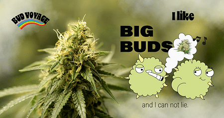 Starte jetzt deinen eigenen Grow – clever und günstig: Hol dir exklusiv 20% Studentenrabatt auf Bud Voyage Cannabis Samen & CBD Blüten von HANS Brainfood! Gratis Blitzversand, Keimgarantie & Top-Beratung inklusive. 