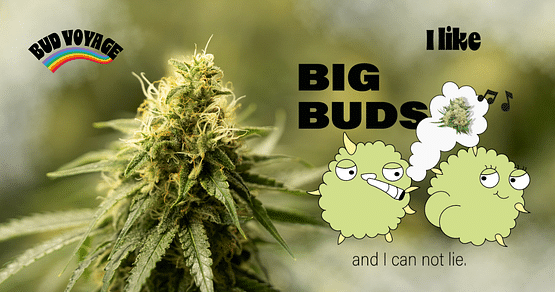 Starte jetzt deinen eigenen Grow – clever und günstig: Hol dir exklusiv 20% Studentenrabatt auf Bud Voyage Cannabis Samen & CBD Blüten von HANS Brainfood! Gratis Blitzversand, Keimgarantie & Top-Beratung inklusive. 