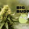 20% Studentenrabatt auf Cannabis Samen & CBD Blüten von HANS Brainfood