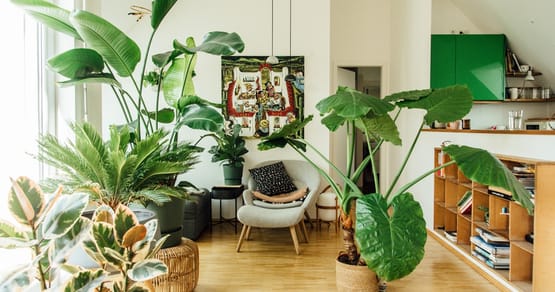 Plantura Gutschein Foto 2