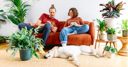 Bei PLANTURA findest du neben hochwertigen Pflanzen für drinnen und draußen auch nachhaltige Planzenpflegeprodukte sowie wirksame Lösungen zur Schädlingsbekämpfung. Hol dir 15% Studentenrabatt auf alles, inkl. SALE & ohne Mindestbestellwert!